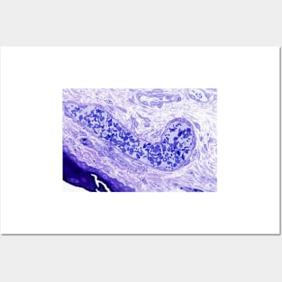 Venule, light micrograph (C021/4883) Posters and Art